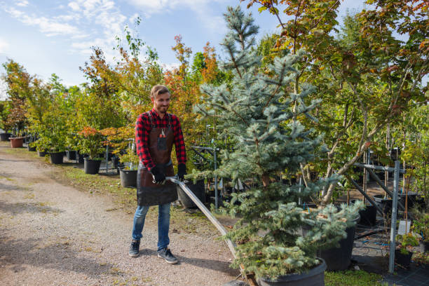 How Our Tree Care Process Works  in Bakerstown, PA